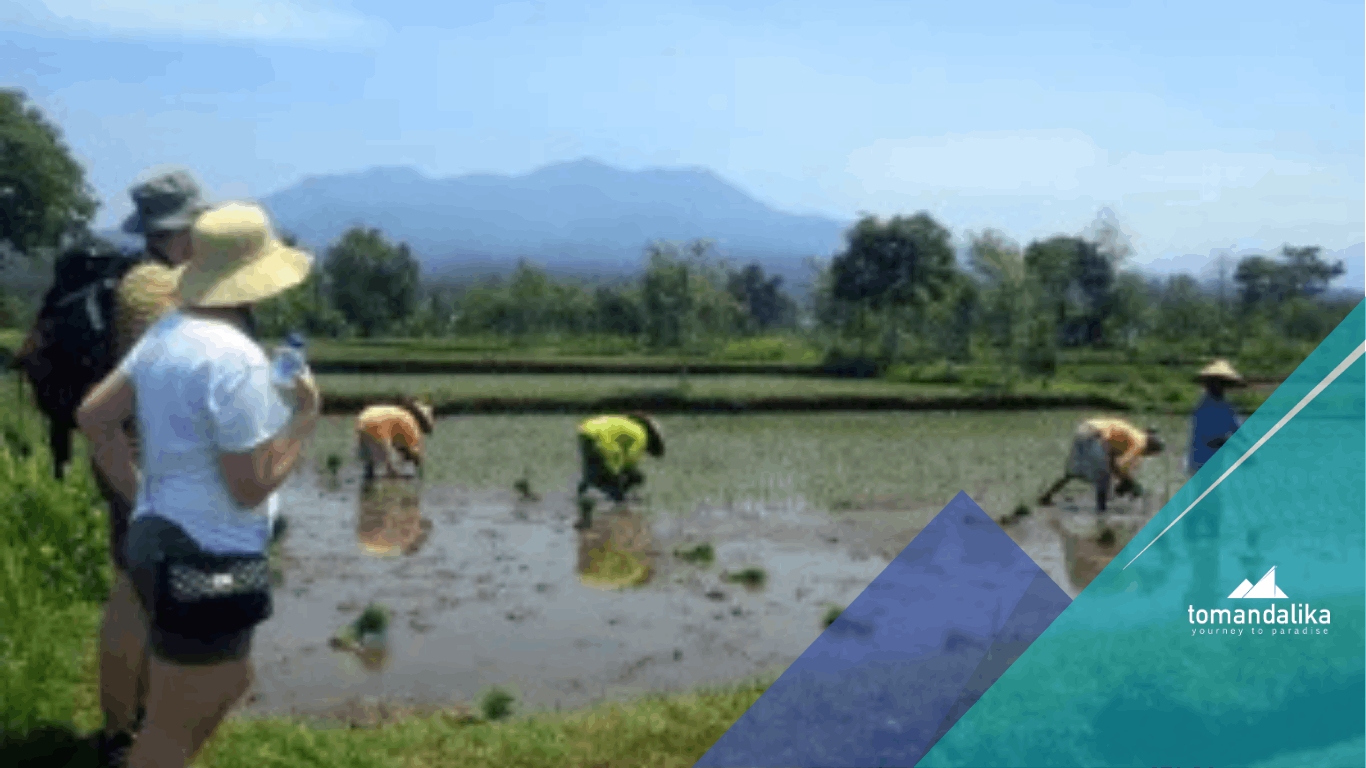 Cultural Immersion Tour of Lombok